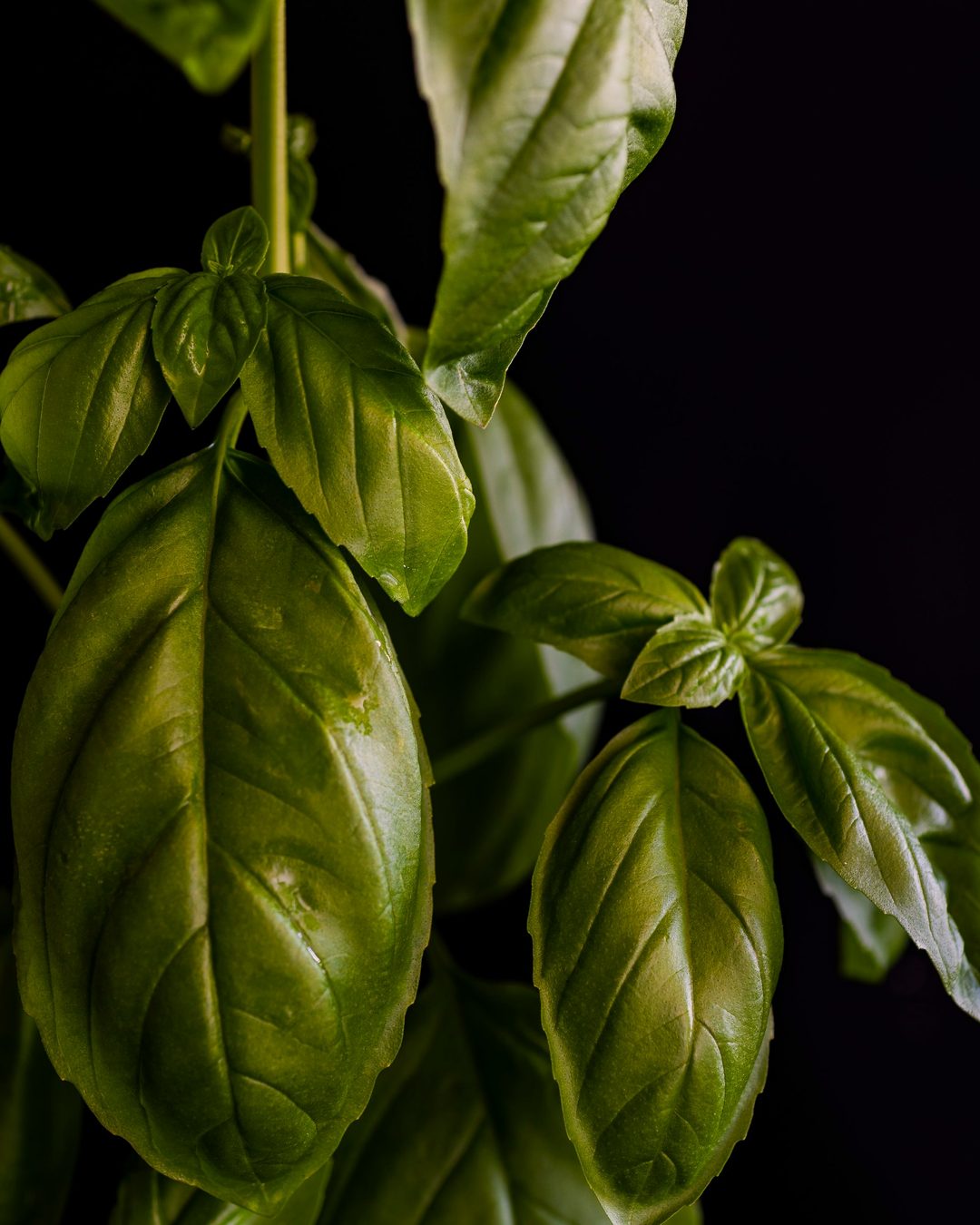 Hojas frescas de albahaca en primer plano