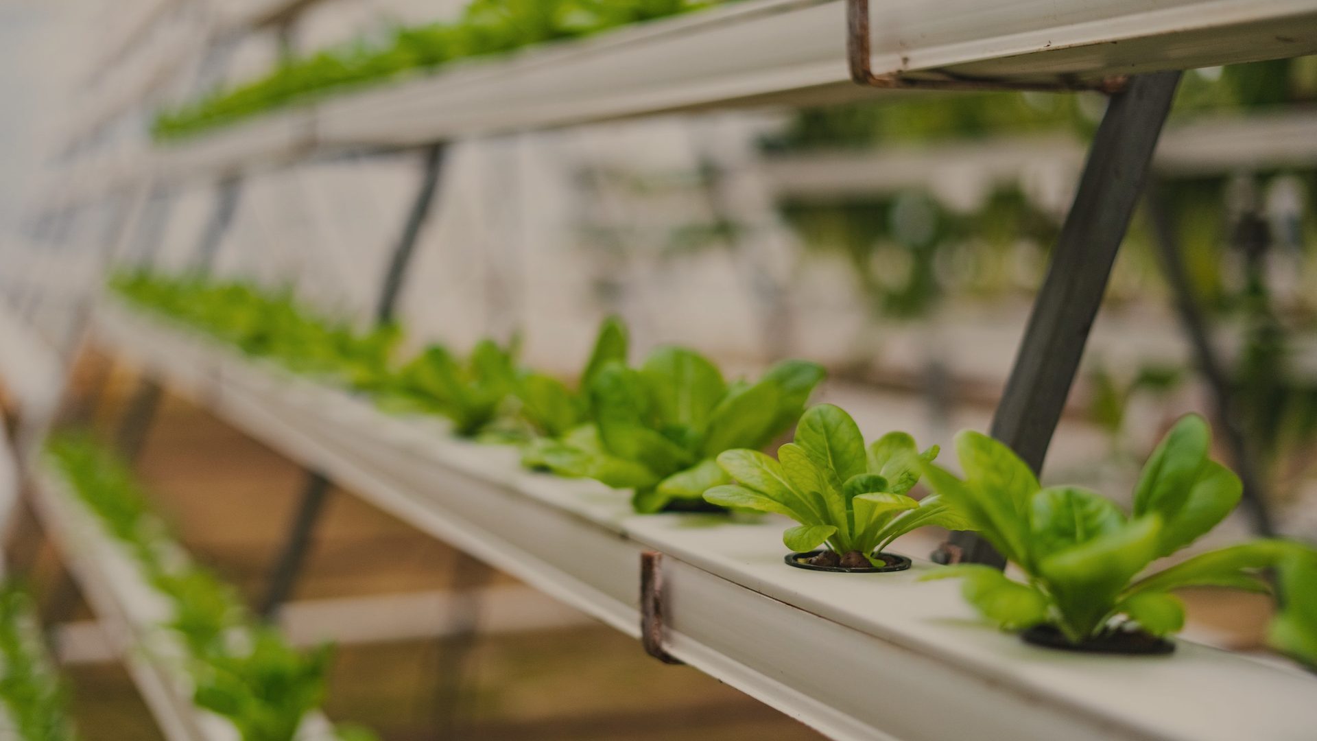 Lechugas jóvenes creciendo en canaletas de un sistema hidropónico vertical