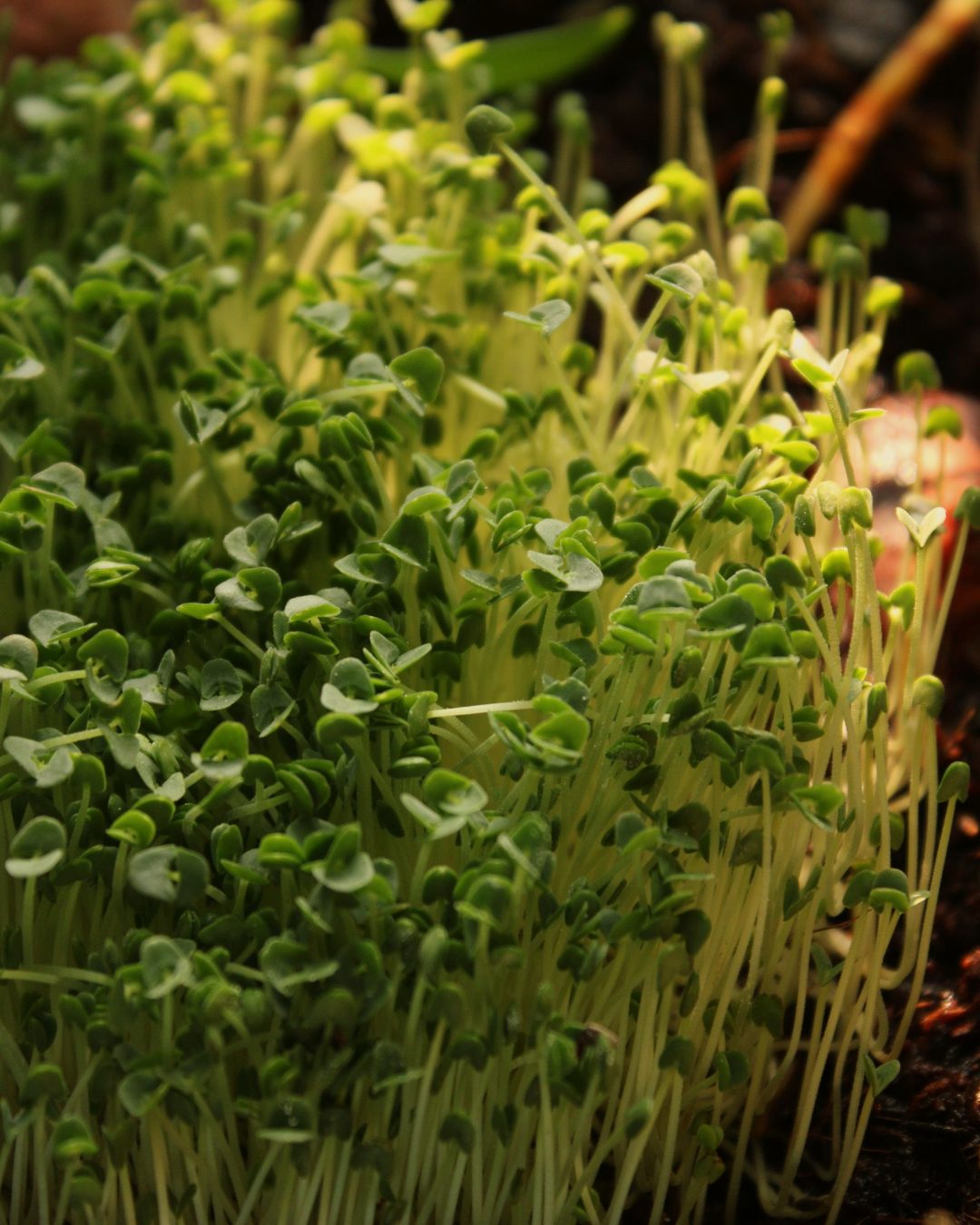 Microgreens recién crecidos, en primer plano